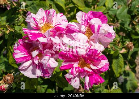 Rosa gallica ‘Versicolor’ auch Rosa mundi gallica genannt mit rosa und weiß gestreiften halbdoppelten Blüten im Juni (Sommer), Großbritannien Stockfoto