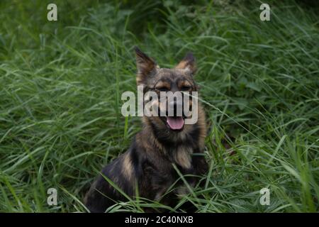 Niedlicher Hund mit Zunge im Sommer im Gras hängen Stockfoto