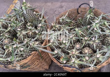 Ananasfrüchte waren im Korb Stockfoto