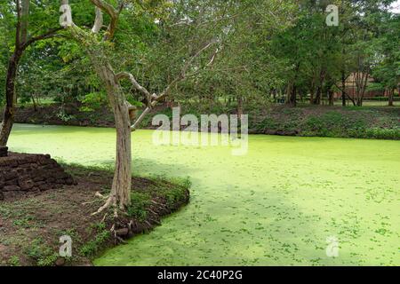 Schöner Naturblick im Si Satchanalai Historical Park, Thailand Stockfoto