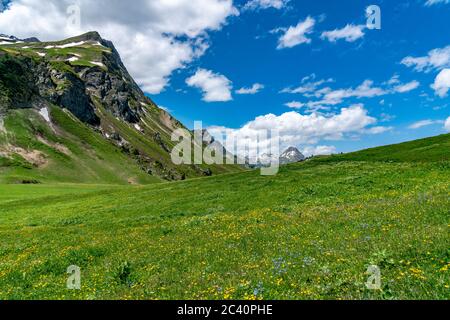 Herrliche, blumenübersäte Bergwiesen im Lechgebiet. Juppenspitze und Mohnenfluh im Frühling. Lech, Warth im Vorarlberg, Österreich Stockfoto