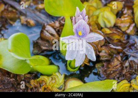 Blumen Wasserhyazinthen Eichhornia crassipes mit Wassertropfen Stockfoto