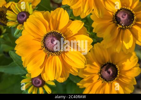 Nahaufnahme Rudbeckia hirta schwarz Augen susan Blumen mit Sonnenlicht Stockfoto