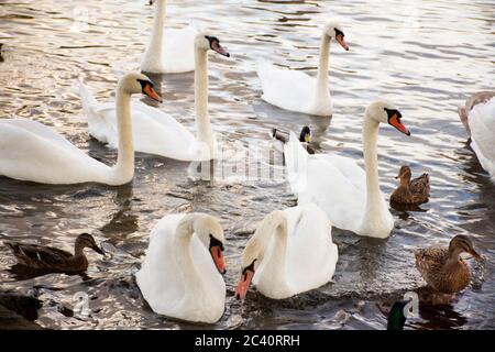 Schwäne Familie schwimmend Entspannen und schwimmen Essen in Moldau in der Altstadt in der Nähe der Karlsbrücke in Prag, Tschechische Republik Stockfoto