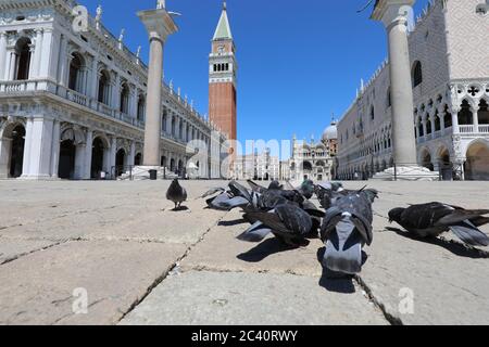 Taube in Venedig in Italien während der durch das Coronavirus verursachten Sperrung und des menschenleeren Platzes ohne Touristen Stockfoto
