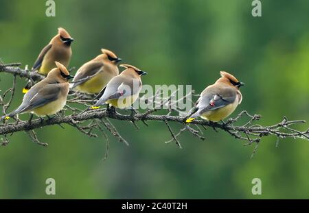 Eine Herde von Zedernholz-Wachsflügelvögeln 'Bombycilla cedrorum', auf einem Fichtenzweig im ländlichen Alberta Kanada thront. Stockfoto