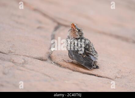 Junger Fleckschnäpper (Muscicapa striata), der aus einem Nest fiel. Andalusien, Spanien. Stockfoto