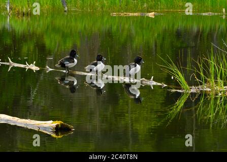 Drei männliche Ringelhalsenenten (Aythya collaris), die auf einem versunkenen Baumstamm in einem Biberteich im ländlichen Alberta, Kanada, thronen Stockfoto