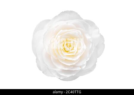 Voll blüht Weiße Kamelienblume isoliert auf weißem Hintergrund. Camellia japonica Stockfoto