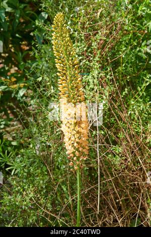 Foxtail Lilly oder Desert Candle (Eremurus robust), Sommer, East Yorkshire, England, UK, GB. Stockfoto