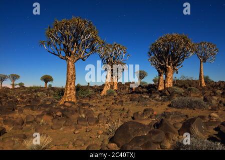 Nachtaufnahme des Mystical Quiver Tree Forest außerhalb von Keetmanshoop, Namibia unter Mondschein am Sternenhimmel Stockfoto