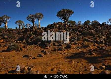 Nachtaufnahme des Mystical Quiver Tree Forest außerhalb von Keetmanshoop, Namibia unter Mondschein am Sternenhimmel Stockfoto