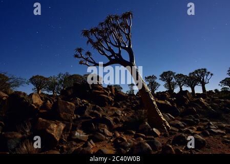 Köcherbaumwald außerhalb von Keetmanshoop, Namibia in der Nacht. Stockfoto