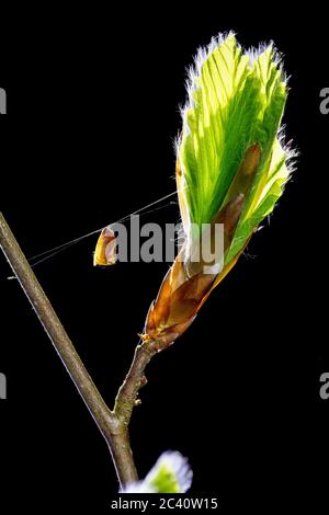 Feine Bukenknospen mit kleinen Haaren auf den frisch entfaltenden Blättern im Hintergrund der frühen Morgensonne sprießen im Frühling die Natur erwacht Stockfoto