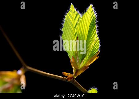 Feine Bukenknospen mit kleinen Haaren auf den frisch entfaltenden Blättern im Hintergrund der frühen Morgensonne sprießen im Frühling die Natur erwacht Stockfoto