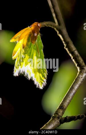 Feine Bukenknospen mit kleinen Haaren auf den frisch entfaltenden Blättern im Hintergrund der frühen Morgensonne sprießen im Frühling die Natur erwacht Stockfoto