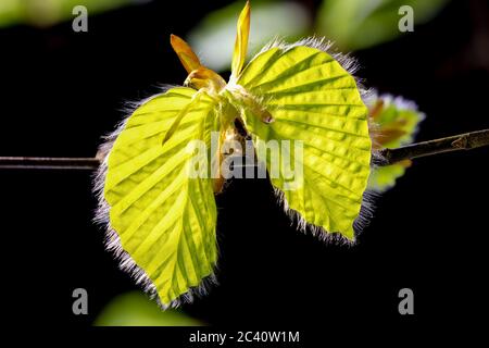 Feine Bukenknospen mit kleinen Haaren auf den frisch entfaltenden Blättern im Hintergrund der frühen Morgensonne sprießen im Frühling die Natur erwacht Stockfoto