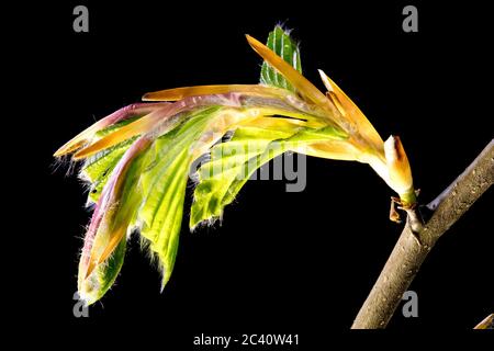 Feine Bukenknospen mit kleinen Haaren auf den frisch entfaltenden Blättern im Hintergrund der frühen Morgensonne sprießen im Frühling die Natur erwacht Stockfoto