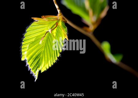 Feine Bukenknospen mit kleinen Haaren auf den frisch entfaltenden Blättern im Hintergrund der frühen Morgensonne sprießen im Frühling die Natur erwacht Stockfoto