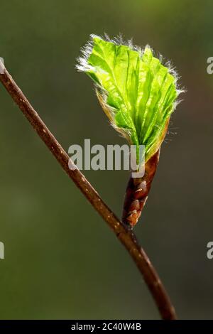 Feine Bukenknospen mit kleinen Haaren auf den frisch entfaltenden Blättern im Hintergrund der frühen Morgensonne sprießen im Frühling die Natur erwacht Stockfoto