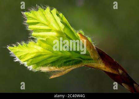 Feine Bukenknospen mit kleinen Haaren auf den frisch entfaltenden Blättern im Hintergrund der frühen Morgensonne sprießen im Frühling die Natur erwacht Stockfoto