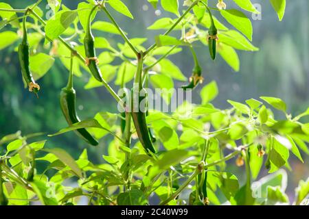 Junge grüne Chilischote Pflanze Stockfoto