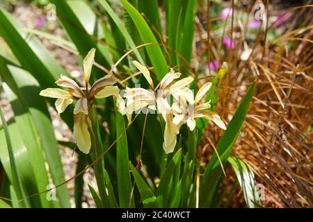 Roastbeef-Pflanze (Iris foetidissima) Stockfoto