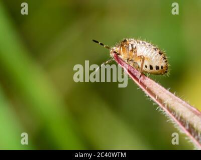 Mittlere Instarnymphe der britischen einheimischen behaarten Schildbug, Dolycoris baccarum Stockfoto