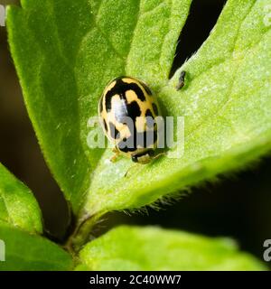 Schwarz-gelber Erwachsener des britischen einheimischen Marienkäfer 14, Propylea quattuordecimpunctata Stockfoto