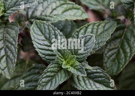 Minze Pflanze wachsen im Gemüsegarten gesunde Ernährung Konzept. Stockfoto