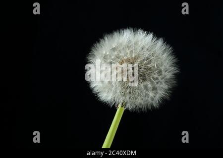 Samenkopfuhr eines einzelnen Löwenzahn - Taraxacum officinalis - auf schwarzem Hintergrund Stockfoto