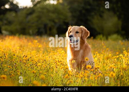 Golden Retriever auf dem Feld mit gelben Blüten. Schöner Hund mit schwarzem Auge Susans blüht. Retriever bei Sonnenuntergang in einem Feld von Blumen und golden Stockfoto