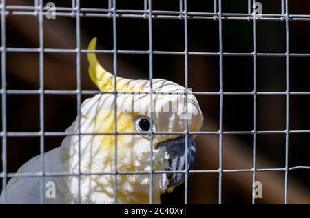 Ein Gelbhaubenkakatoo (Cacatua sulfurea) in einem Käfig in Birdworld, nahe Farnham an der Grenze zwischen Hampshire und Surrey Stockfoto