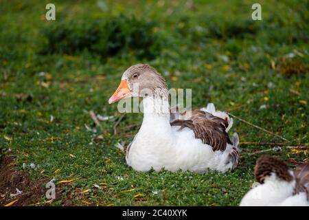 Braun und weiß Embden Gans, anser anser inländischen, sitzt mit orangenem Schnabel in Birdworld in der Nähe von Farnham, Surrey / Hampshire Grenze, Südengland Stockfoto