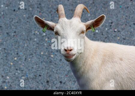 Weibliche (Kindermädchen) Westafrikanische Zwergziege, Capra hircus, bei Birdworld, bei Farnham an der Grenze zwischen Hampshire und Surrey Stockfoto