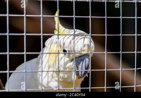 Ein Gelbhaubenkakatoo (Cacatua sulfurea) in einem Käfig in Birdworld, nahe Farnham an der Grenze zwischen Hampshire und Surrey Stockfoto