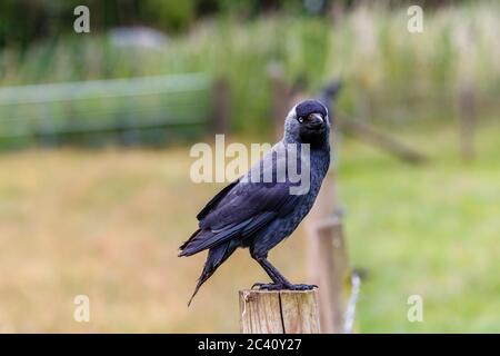 Nahaufnahme einer europäischen Dohle, Coloeus monedula, die auf einem Zaunpfosten in einem Feld in Hampshire, Südengland, sitzend (Eingeborener) Stockfoto