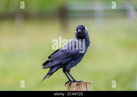 Nahaufnahme einer europäischen Dohle, Coloeus monedula, die auf einem Zaunpfosten in einem Feld in Hampshire, Südengland, sitzend (Eingeborener) Stockfoto