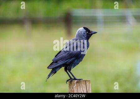 Nahaufnahme einer europäischen Dohle, Coloeus monedula, die auf einem Zaunpfosten in einem Feld in Hampshire, Südengland, sitzend (Eingeborener) Stockfoto