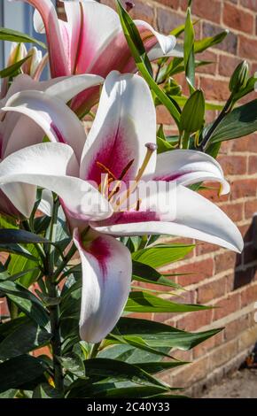 Große weiße japanische Lilie 'Altari' mit burgunderrotem Zentrum und pollenbeladenen Staubgefäßen, die im Frühsommer in einem Garten in Südengland blühen (Juni) Stockfoto