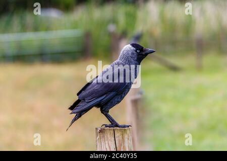 Nahaufnahme einer europäischen Dohle, Coloeus monedula, die auf einem Zaunpfosten in einem Feld in Hampshire, Südengland, sitzend (Eingeborener) Stockfoto