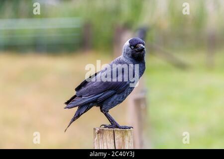 Nahaufnahme einer europäischen Dohle, Coloeus monedula, die auf einem Zaunpfosten in einem Feld in Hampshire, Südengland, sitzend (Eingeborener) Stockfoto