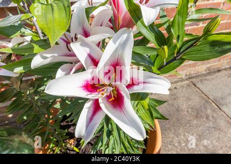 Große weiße japanische Lilie 'Altari' mit burgunderrotem Zentrum und pollenbeladenen Staubgefäßen, die im Frühsommer in einem Garten in Südengland blühen (Juni) Stockfoto