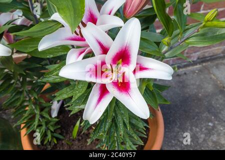 Große weiße japanische Lilie 'Altari' mit burgunderrotem Zentrum und pollenbeladenen Staubgefäßen, die im Frühsommer in einem Garten in Surrey, SE England, blühen (Juni) Stockfoto