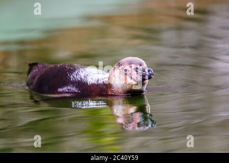 Humboldt-Pinguin (Spheniscus humboldti) schwimmt in seinem Gehege bei Birdworld, nahe Farnham an der Grenze zwischen Hampshire und Surrey Stockfoto