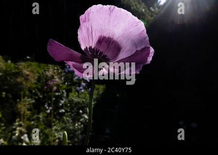 Einzelne beleuchtete lila Opium Mohn, Papaver somniferum, in Blüte in einer Grenze in einem Garten im Frühsommer, Surrey, Südostengland Stockfoto