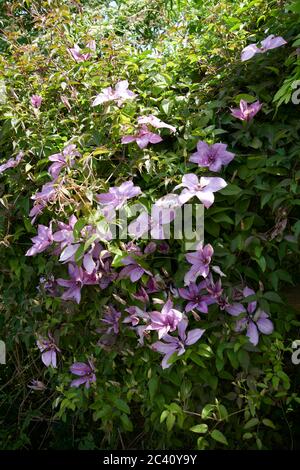 Clematis viticella, SYN, italienische Lederblume. Stockfoto
