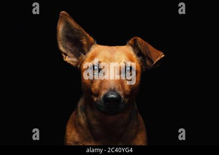 Studio geschossen von einem entzückenden gemischte Rasse Hund sitzen auf schwarzen Hintergrund. Stockfoto