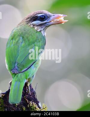 Der Weißwabenbarbet oder kleine grüne Barbet ist eine Barbet-Art, die in Südindien gefunden wird. Es ist dem verbreiteteren Braunkopf sehr ähnlich Stockfoto