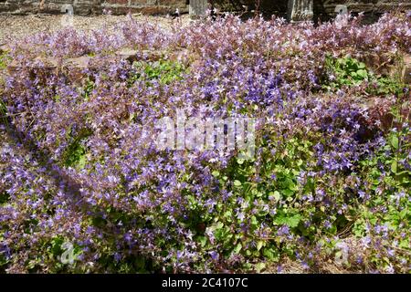 Hängenden Glockenblumen oder Canterbury Glocken (Campanula poscharskyana) in einem Steingarten. GB, GB. Stockfoto